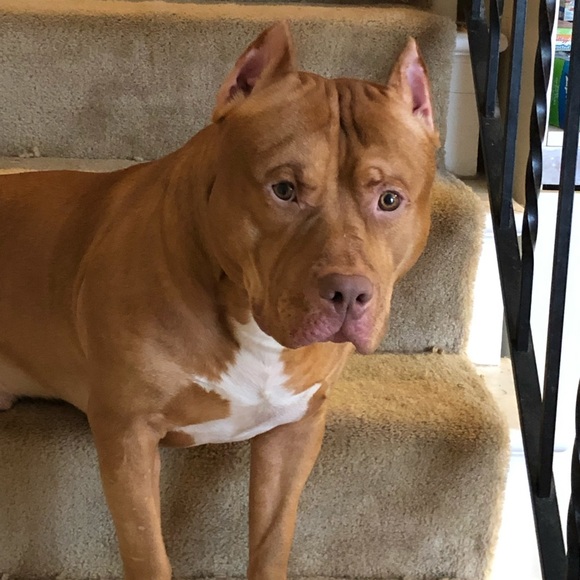 Meet your Posher, April - Picture 1 of 1